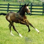 Limestone Ivy as a foal